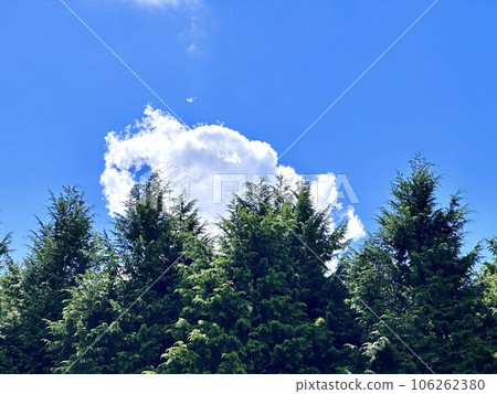 Summer cypress and clouds in the blue sky 106262380