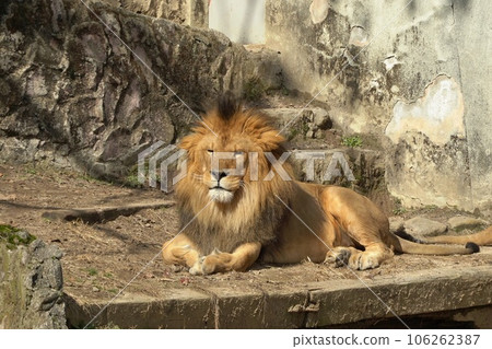 Lion at Asa Zoological Park, Hiroshima City 106262387