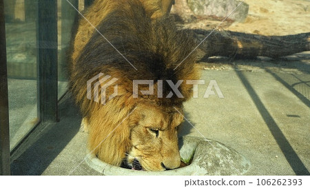 Lion at Asa Zoological Park, Hiroshima City Lion at Asa Zoological Park, Hiroshima City 106262393