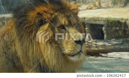 廣島市阿佐動物園的獅子 106262417