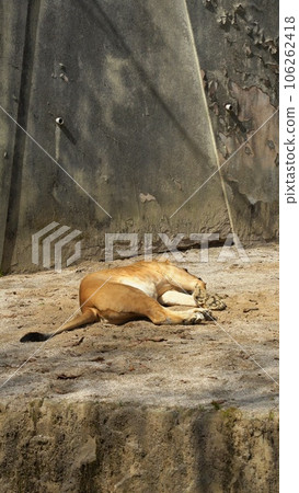 廣島市阿佐動物園的獅子 106262418