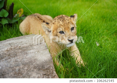 Shirotori Zoo baby lion Luna Shirotori Zoo baby lion Luna 106262545