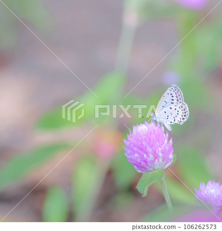 Corbicula butterfly sucking the nectar of the red clover underfoot Corbicula butterfly sucking the nectar of the red clover underfoot 106262573