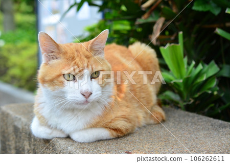 A back alley cat (Nyanko) that I met during a walk 106262611
