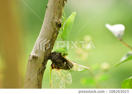 Bell-bellied mantis (mantis) eating a bear cicada Bell-bellied mantis (mantis) eating a bear cicada 106263023