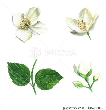 Set of watercolor illustrations - leaves and flowers of a shrub of the genus Hydrangea mock orange isolated on a transparent background made by hand 106263040