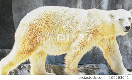 砥部動物園的北極熊巴利巴 106263041
