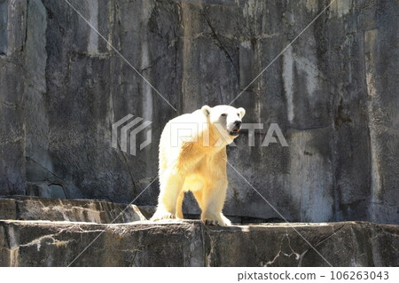 Ballyba the polar bear at Tobe Zoo 106263043