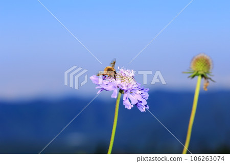 松本和阿布 106263074