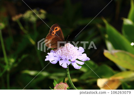 Matsume蝦和benihage 106263079