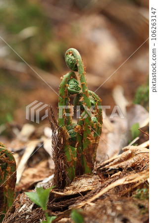 Konomi Konomi 106263147