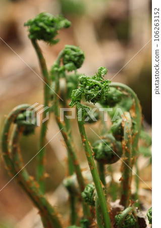 Kogomi Kogomi 106263152