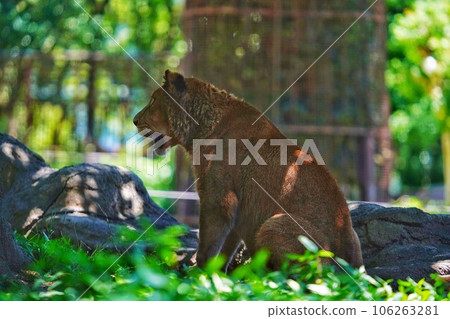Tobe Zoo Lion Clay Tobe Zoo Lion Clay 106263281