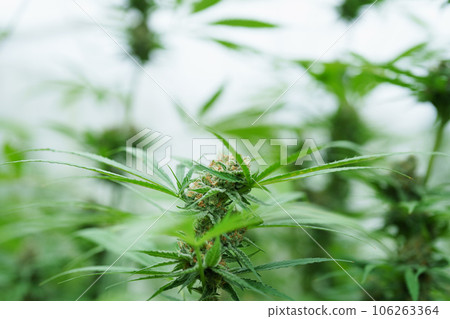 cannabis farm, organic planted flowers for medicinal purposes The leaves are boiled or cooked to add flavor. 106263364