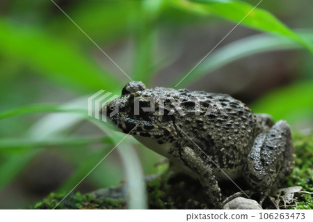 黃鰭金槍魚 106263473