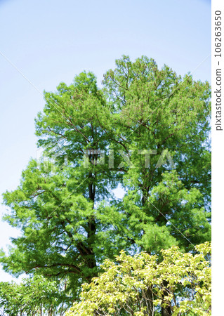 Lakshow tree 106263650