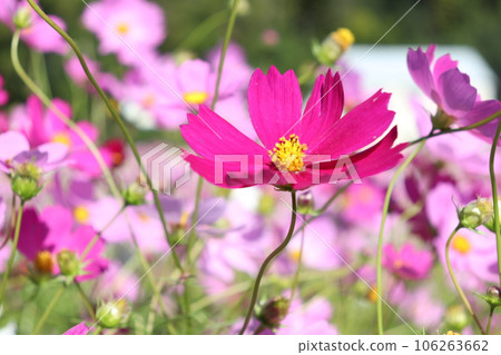 盛開的粉紅色波斯菊 106263662