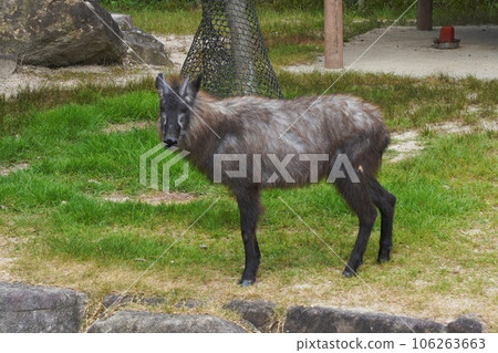 廣島市阿佐動物公園的日本鬣羚 106263663