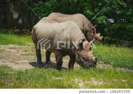 廣島市阿佐動物園的黑犀牛父母和孩子 106263709