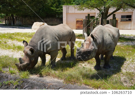 廣島市阿佐動物園的黑犀牛父母和孩子 106263710