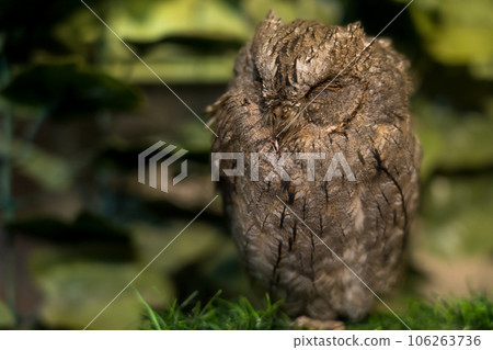 Horned owl with sharp eyes 106263736