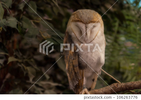An owl stopping in a tree An owl stopping in a tree 106263776