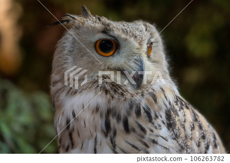 Mizuku with a sharp eye 106263782