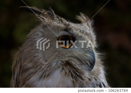 Mizuku with a sharp eye 106263784