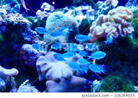 Coral and the blue sea Coral and the blue sea 106264055