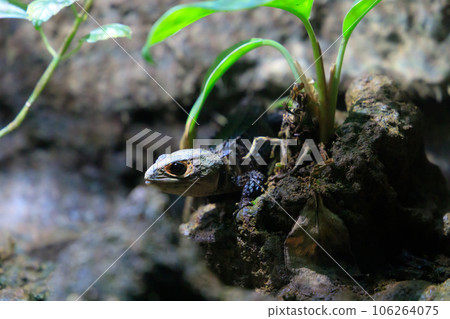 一隻紅背蜥蜴從岩石地方伸出頭 106264075