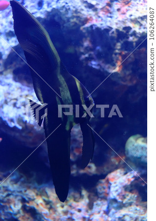 三日月蝙蝠魚的幼魚在水中漂流 106264087