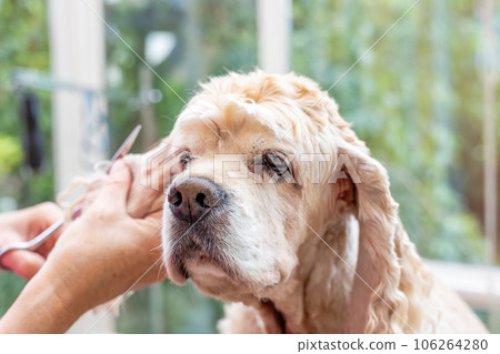 Grooming the ears of American Cocker Spaniel 106264280