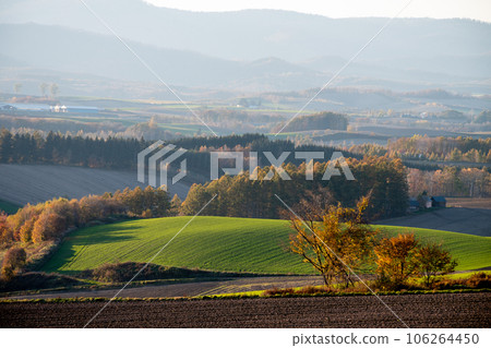 Green wheat fields reflecting the setting sun and rolling hills in autumn 106264450