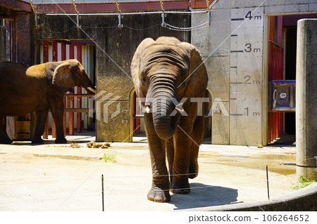 Savannah Elephant at Tobe Zoo Savannah Elephant at Tobe Zoo 106264652