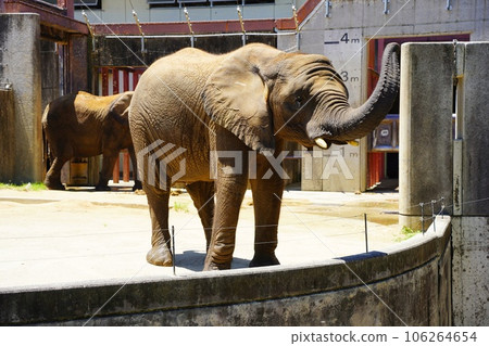 Savannah Elephant at Tobe Zoo 106264654