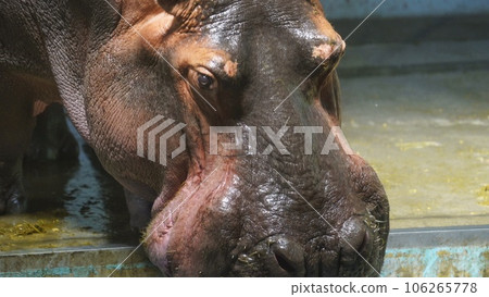 塔巴動物園的河馬 106265778