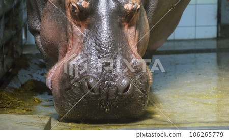 Taba Zoo's hippopotamus 106265779
