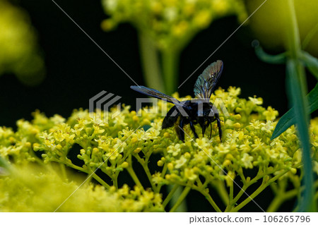 Ominaeshi 訪花昆蟲,繖形科 Ominaeshi 訪花昆蟲,繖形科 106265796