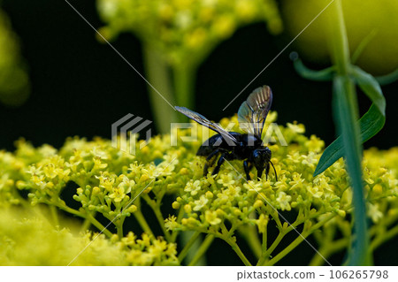 Ominaeshi flower-visiting insect, Apiaceae 106265798