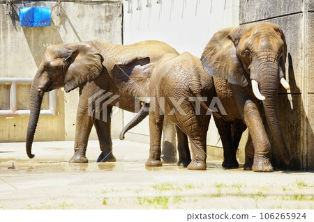 Parent and child of savannah elephants at Tobe Zoo 106265924