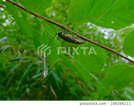 Longhorn beetle perched on a branch Longhorn beetle perched on a branch 106266211
