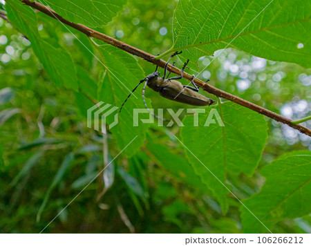 長角甲蟲棲息在樹枝上 長角甲蟲棲息在樹枝上 106266212