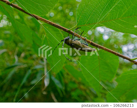 長角甲蟲棲息在樹枝上 長角甲蟲棲息在樹枝上 106266213