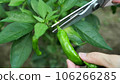 Shishito pepper harvesting in the kitchen garden 106266285