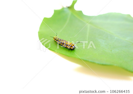 chestnut tiger butterfly butterfly larvae chestnut tiger butterfly butterfly larvae 106266435