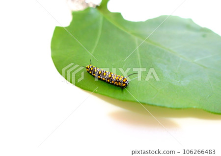 chestnut tiger butterfly butterfly larvae chestnut tiger butterfly butterfly larvae 106266483