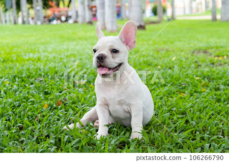 French Bulldog 106266790