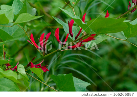 red coral flower 106266897