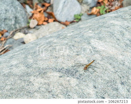 [多西河的蜻蜓] 106267213