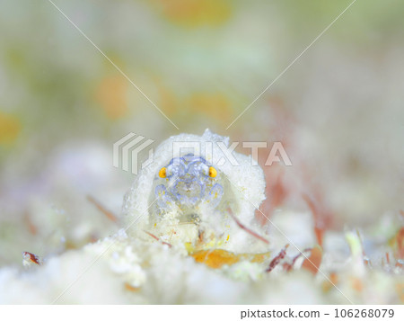 Fellow of the kaikamuri 106268079